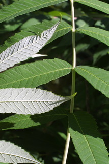 Rhus glabra, leaf - margin of upper + lower surface