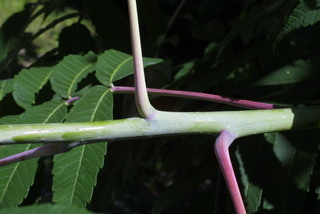 Rhus glabra, twig - orientation of petioles