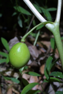 Podophyllum peltatum, fruit - juvenile