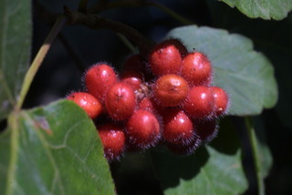 Rhus aromatica, fruit - lateral or general close-up