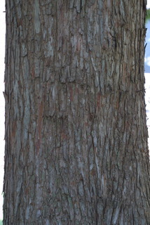 Taxodium distichum, bark - of a large tree