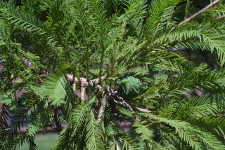 Taxodium distichum, cone - female - closed
