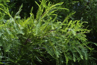 Taxodium distichum, leaf - showing orientation on twig