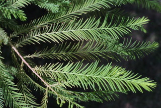 Taxodium distichum, leaf - showing orientation on twig