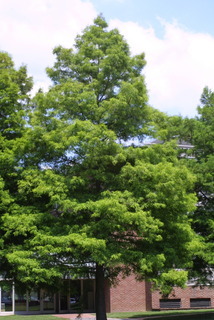 Taxodium distichum, whole tree - general