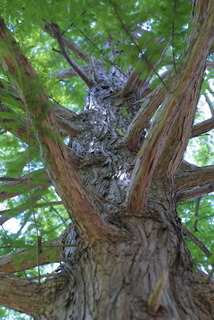 Taxodium distichum, whole tree - view up trunk
