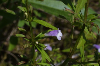 Clinopodium glabellum, inflorescence - lateral view of flower