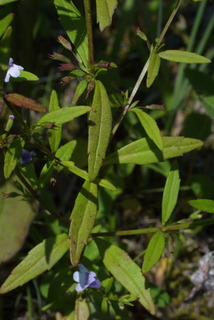 Clinopodium glabellum, leaf - on upper stem