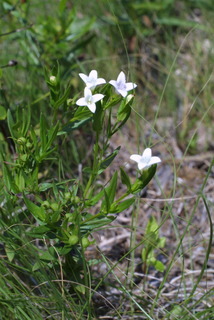 Hedyotis nigricans, whole plant - in flower - general view
