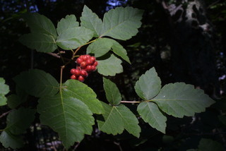 Rhus aromatica, fruit - as borne on the plant