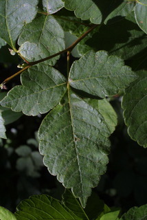 Rhus aromatica, leaf - whole upper surface