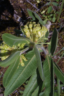 Asclepias viridiflora, inflorescence - whole - unspecified