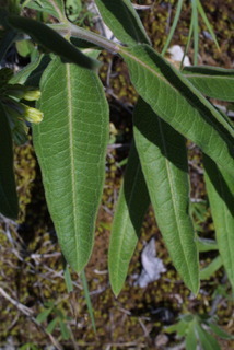 Asclepias viridiflora, leaf - basal or on lower stem