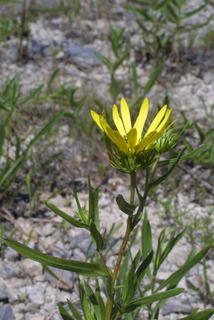 Grindelia lanceolata, inflorescence - lateral view of flower