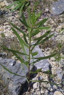 Grindelia lanceolata, leaf - on upper stem