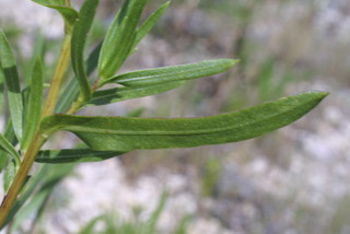Grindelia lanceolata, leaf - on upper stem