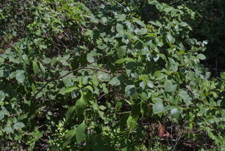 Rhus aromatica, whole tree or vine - general