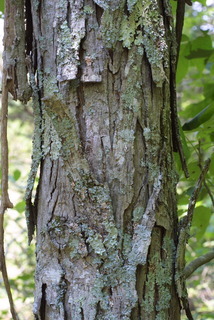 Carya carolinae-septentrionalis, bark - of a medium tree or large branch