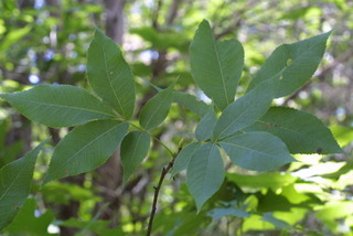 Carya carolinae-septentrionalis, leaf - showing orientation on twig