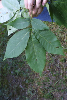 Carya carolinae-septentrionalis, leaf - whole upper surface