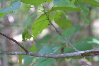 Carya carolinae-septentrionalis, twig - orientation of petioles