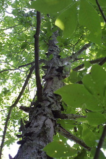 Carya carolinae-septentrionalis, whole tree or vine - view up trunk