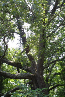 Quercus stellata, whole tree or vine - general