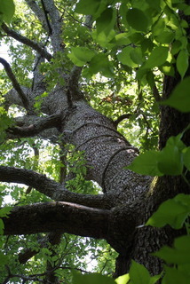 Quercus stellata, whole tree or vine - view up trunk