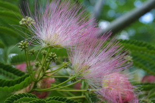 Albizia julibrissin, inflorescence - lateral view of flower