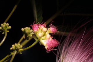 Albizia julibrissin, inflorescence - unspecified
