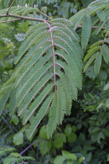 Albizia julibrissin, leaf - whole upper surface