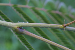 Albizia julibrissin, twig - orientation of petioles