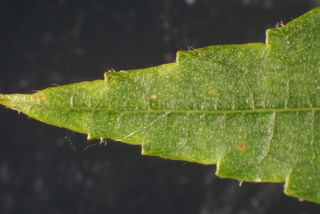 Carya carolinae-septentrionalis, leaf - unspecified