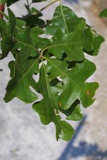 Quercus stellata, leaf - showing orientation on twig