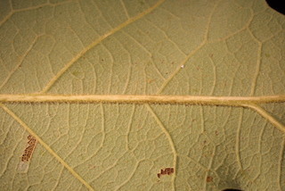 Quercus stellata, leaf - unspecified