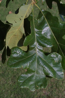 Quercus stellata, leaf - whole upper surface