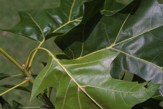 Quercus velutina, leaf - margin of upper + lower surface