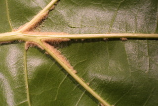 Quercus velutina, leaf - unspecified