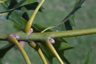 Quercus velutina, twig - orientation of petioles