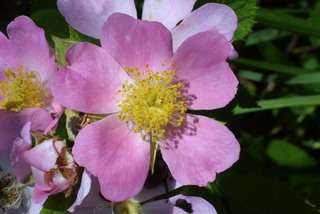 Rosa setigera, inflorescence - frontal view of flower