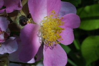 Rosa setigera, inflorescence - lateral view of flower