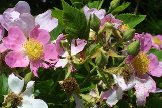 Rosa setigera, inflorescence - whole - unspecified