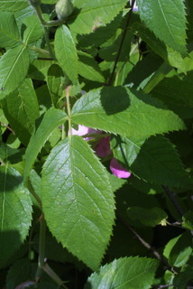 Rosa setigera, leaf - whole upper surface