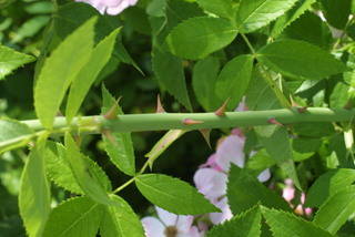 Rosa setigera, twig - orientation of petioles