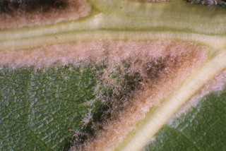 Quercus velutina, leaf - unspecified