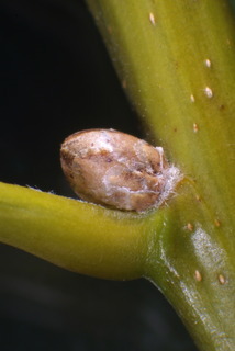 Quercus velutina, twig - close-up winter leaf scar/bud