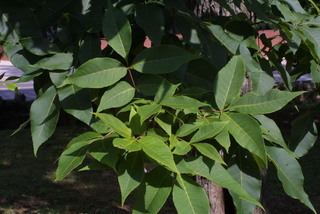 Carya ovalis, leaf - showing orientation on twig