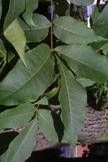 Carya ovalis, leaf - whole upper surface
