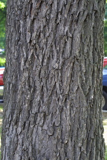 Carya ovalis, bark - of a large tree