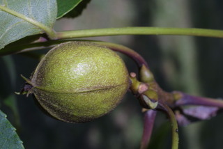 Carya ovalis, fruit - immature